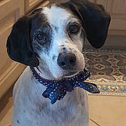 Paikan a rejoint le concours — aidez-le/la à gagner de superbes lots ! dog, pet, animal, bow_tie, polka_dot, kitchen, floor_tile, cabinet, white_and_black, portrait, indoor, cute, looking_up, ears, snout, fur, spot, domestic, companion, friendly