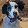 dog, pet, animal, bow_tie, polka_dot, kitchen, floor_tile, cabinet, white_and_black, portrait, indoor, cute, looking_up, ears, snout, fur, spot, domestic, companion, friendly