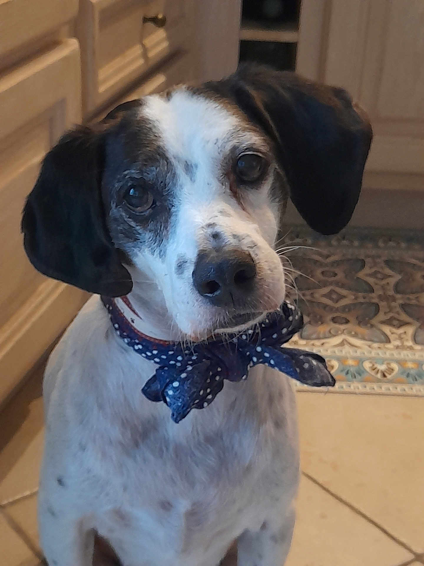 Paikan a rejoint le concours — aidez-le/la à gagner de superbes lots ! dog, pet, animal, bow_tie, polka_dot, kitchen, floor_tile, cabinet, white_and_black, portrait, indoor, cute, looking_up, ears, snout, fur, spot, domestic, companion, friendly