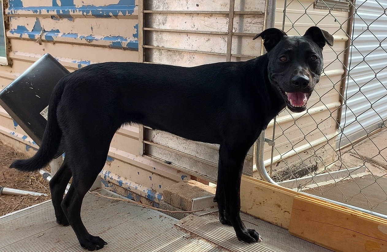 Malibu joined the competition — help win amazing prizes! borador, canidae, carnivore, collar, companion_dog, dog, dog_breed, dog_collar, dog_supply, fawn, guard_dog, pet_supply, snout, sporting_group, tail, terrestrial_animal, whiskers, window, working_animal, working_dog