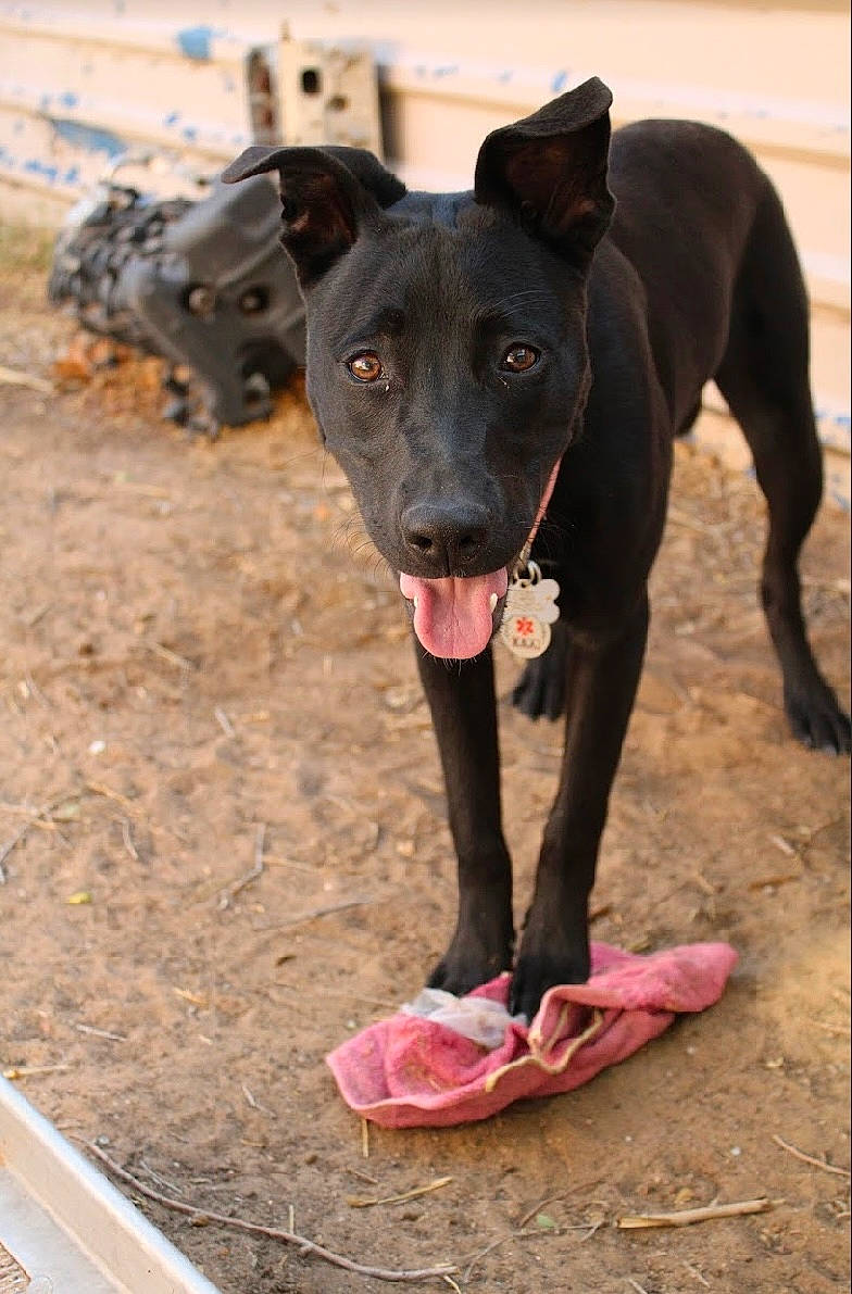 Malibu joined the competition — help win amazing prizes! ball, borador, canidae, carnivore, collar, companion_dog, dog, dog_breed, dog_collar, dog_supply, fawn, guard_dog, pet_supply, snout, soil, sporting_group, tail, terrestrial_animal, working_animal, working_dog