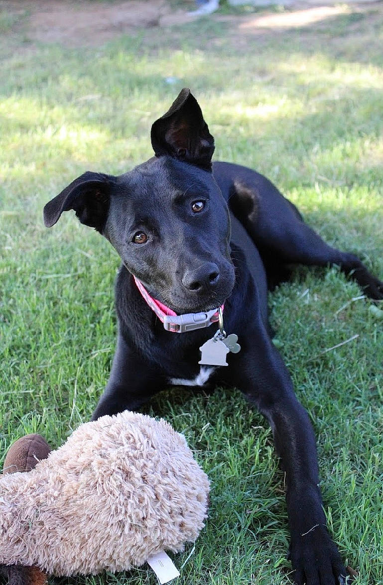 Malibu joined the competition — help win amazing prizes! ball, borador, canidae, carnivore, collar, companion_dog, dog, dog_breed, dog_collar, dog_supply, fashion_accessory, grass, hat, pet_supply, plant, sporting_group, toy, vegetable, working_animal, working_dog