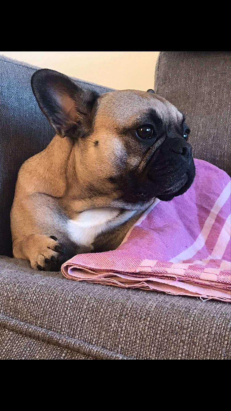 Popy a rejoint le concours — aidez-le/la à gagner de superbes lots ! bored, canidae, carnivore, comfort, companion_dog, dog, dog_breed, ear, fawn, fur, linens, magenta, paw, snout, sporting_group, terrestrial_animal, toy_dog, whiskers, working_animal, wrinkle