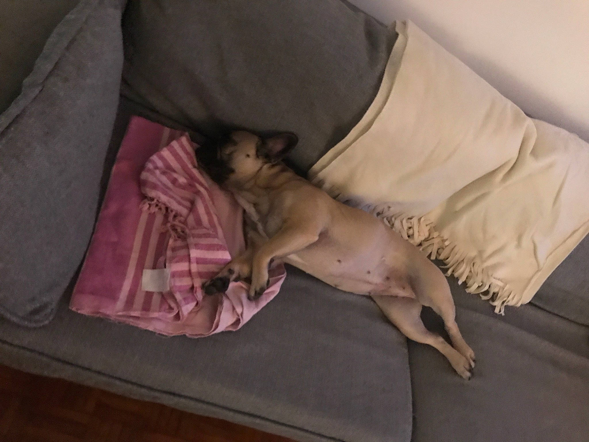 Popy participe au concours pour gagner de l'argent avec cette photo : abdomen, barechested, bed, bed_sheet, bedding, bedroom, chest, comfort, companion_dog, fawn, hardwood, human_leg, infant_bed, knee, linens, room, textile, thigh, trunk, wood