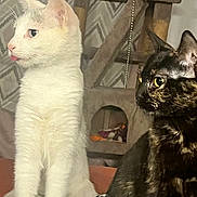Mamas is registered to the contest to win money with this photo: cat, white_cat, tortoiseshell_cat, pets, indoor, cat_tree, curious, feline, animal, domestic, whiskers, ears, fur, sitting, looking, closeup, companions, cute, playful, home