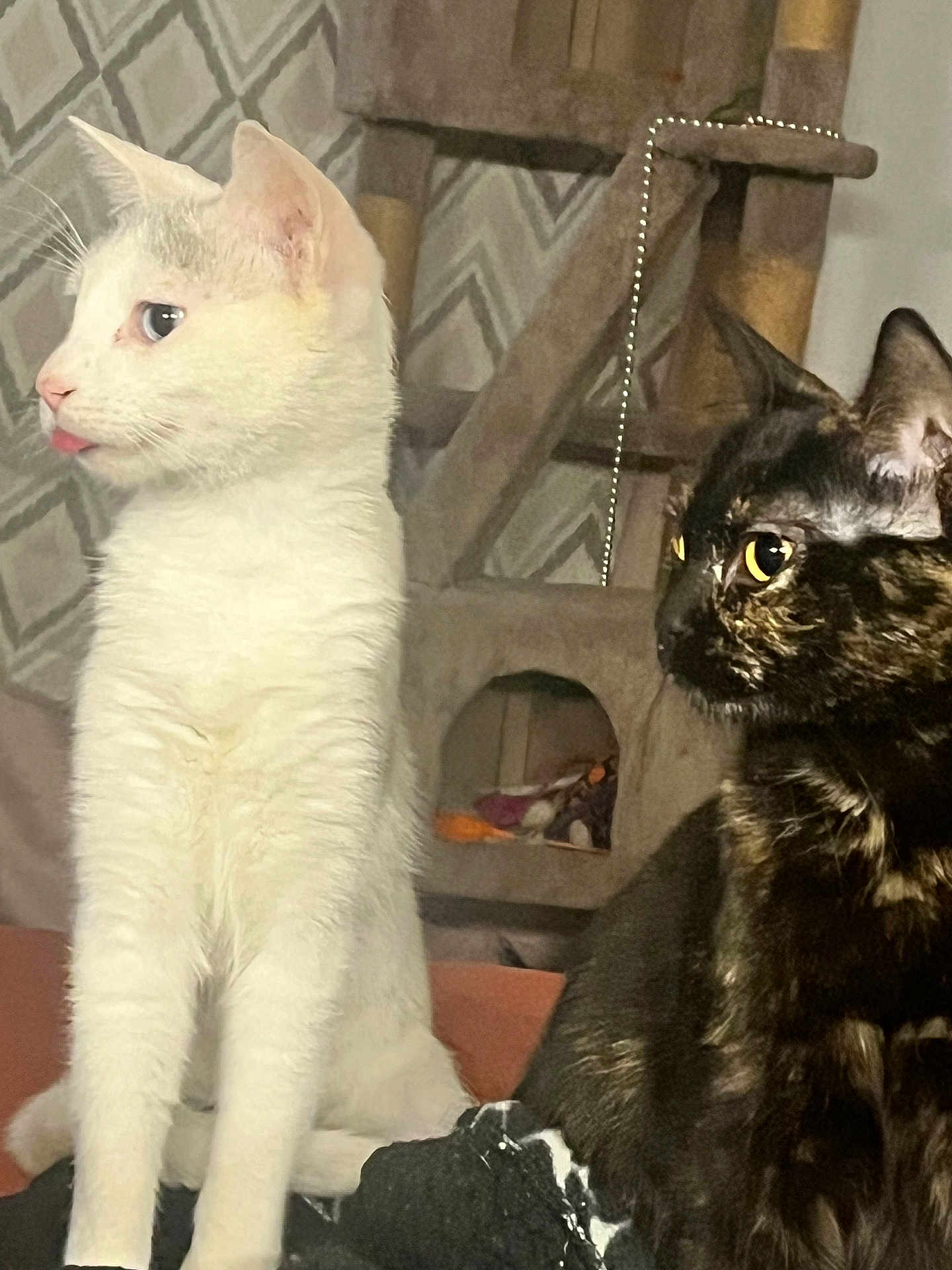 Mamas is registered to the contest to win money with this photo: cat, white_cat, tortoiseshell_cat, pets, indoor, cat_tree, curious, feline, animal, domestic, whiskers, ears, fur, sitting, looking, closeup, companions, cute, playful, home