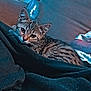 Caramel a rejoint le concours — aidez-le/la à gagner de superbes lots ! kitten, tabby, cat, blanket, couch, indoor, pet, fur, animal, relaxing, looking, home, cozy, domestic, resting, cute, small, whiskers, ears, sleepy