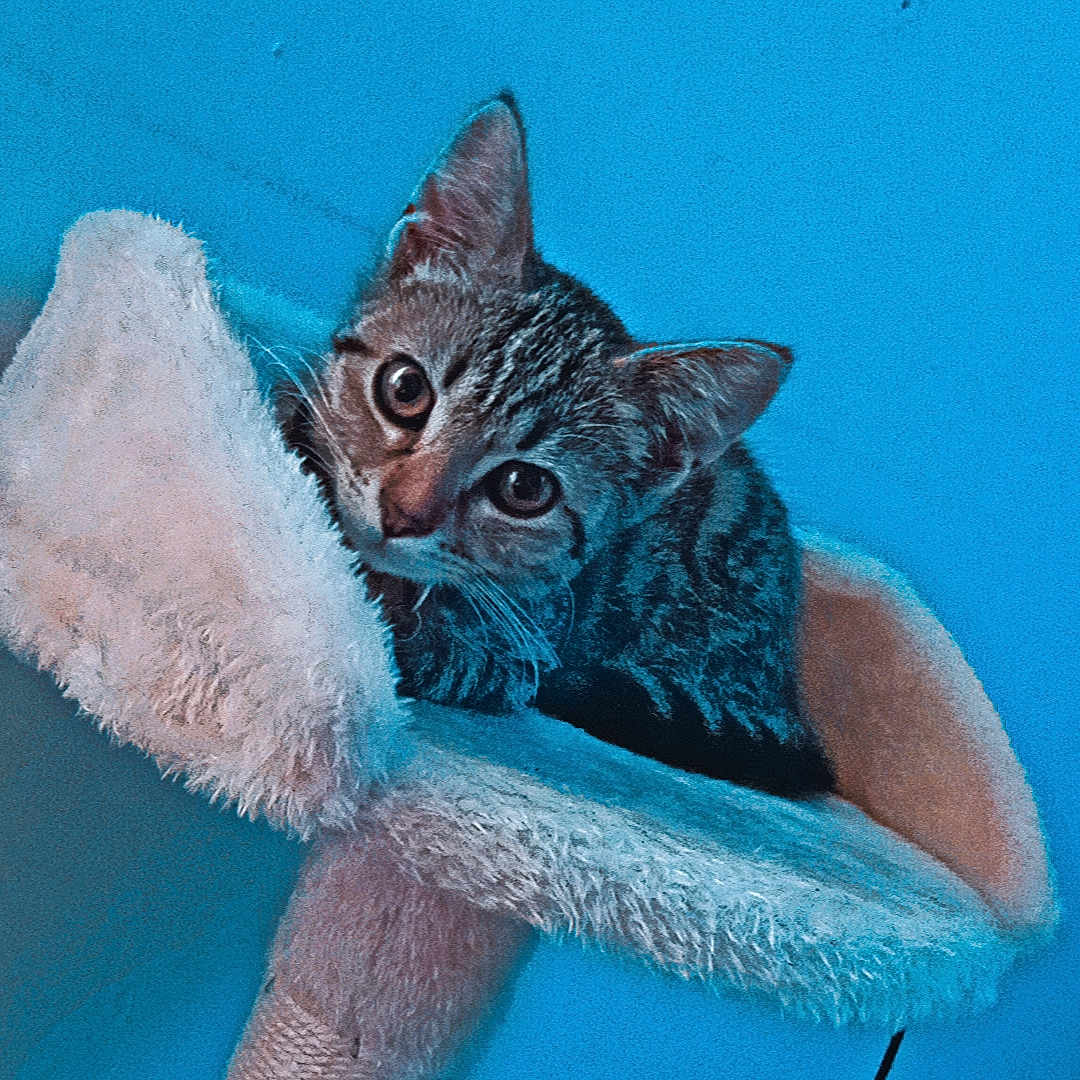 Caramel a rejoint le concours — aidez-le/la à gagner de superbes lots ! animal, blue_wall, cat, cat_tree, cozy, curious, cute, ears, feline, fur, indoor, kitten, looking, perch, pet, scratching_post, tabby, toy, whiskers, young_cat
