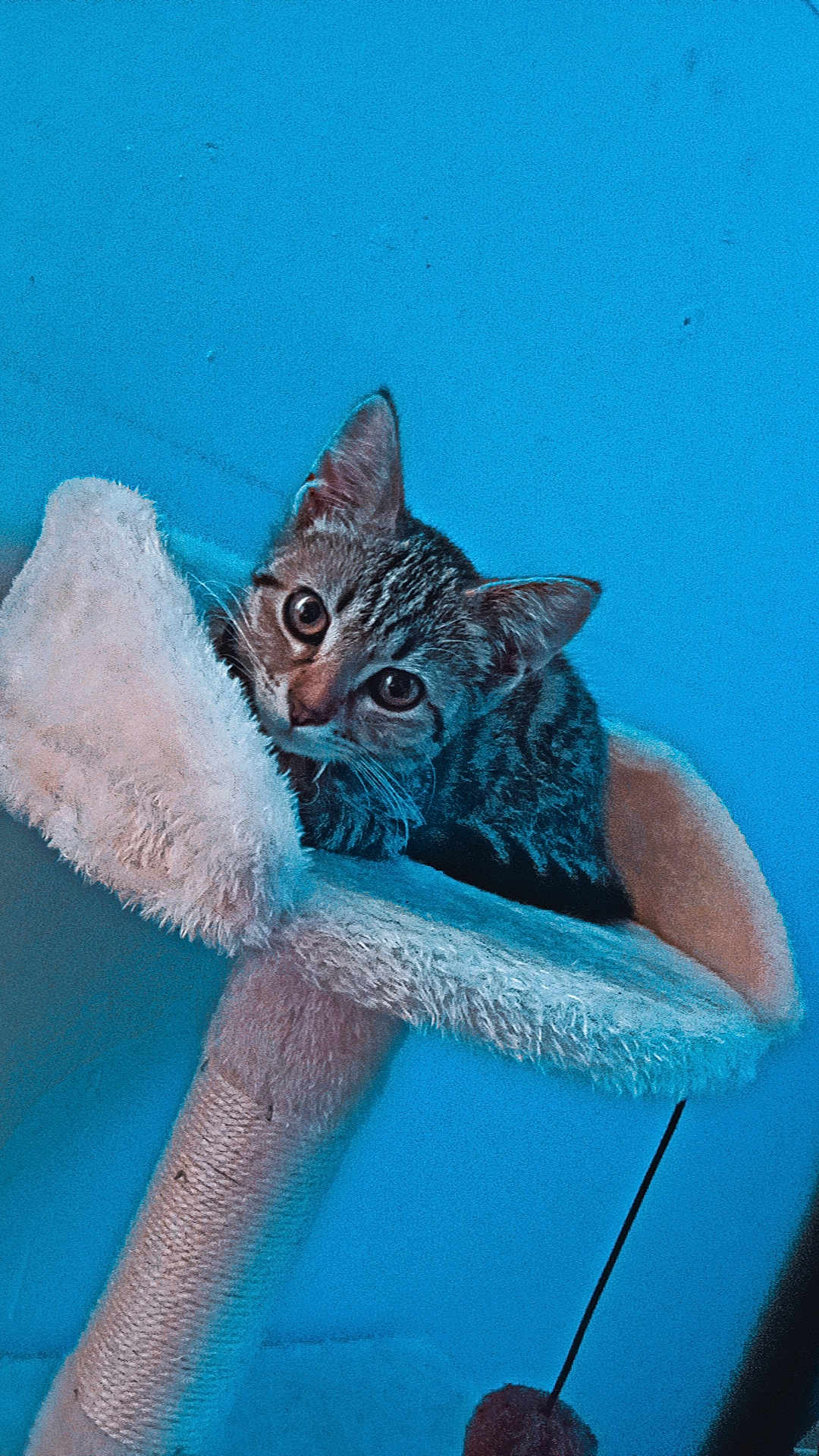 Caramel a rejoint le concours — aidez-le/la à gagner de superbes lots ! cat, kitten, tabby, cat_tree, pet, indoor, curious, feline, animal, fur, ears, whiskers, cute, perch, toy, scratching_post, blue_wall, cozy, young_cat, looking