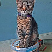 Caramel a rejoint le concours — aidez-le/la à gagner de superbes lots ! cat, kitten, tabby, collar, container, plastic, warning_label, text, indoor, floor, curious, sitting, wide_eyes, pet, feline, small, fur, whiskers, close_up, looking