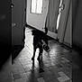 Pikachu participe au concours pour gagner de l'argent avec cette photo : dog, black_dog, indoor, hallway, tiled_floor, shadow, plastic_bottle, window, door, curtain, monochrome, black_and_white, pet, animal, flooring, light, shadow_play, standing, mouth, domestic