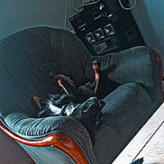 Pikachu a rejoint le concours — aidez-le/la à gagner de superbes lots ! dog, armchair, upside_down, vintage_radio, dreamcatcher, cables, wall, table, floor, tile_floor, indoor, furniture, relaxed, pet, wooden_armrest, black_dog, white_chest_marking, cozy_room, electronics, scattered_items