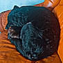 animal, black_dog, companion, couch, cozy, curled_up, dog, domestic_animal, fur, furniture, home, indoor, leather_couch, living_room, nap, pet, relaxing, remote_control, resting, sleeping