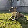 dog, pit_bull, tennis_ball, grass, outdoor, sunlight, shadow, pet, animal, playing, laying_down, yard, greenery, daylight, calm, alert, muscular, canine, domestic_animal, fence