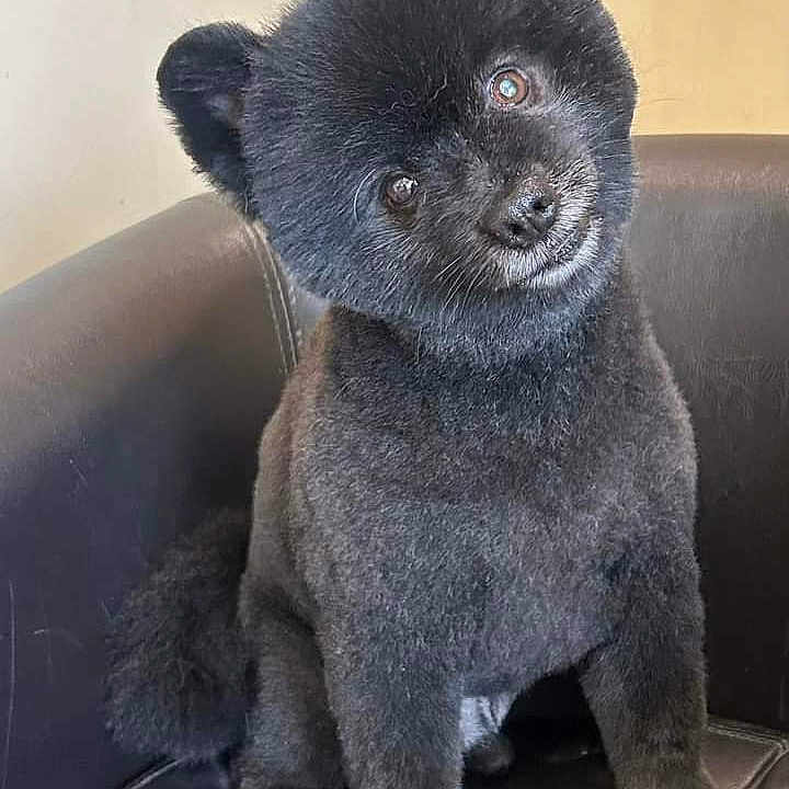 Milo