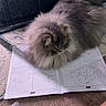 Ash is registered to the contest to win money with this photo: cat, fluffy, grey, carpet, instruction_manual, hardware, assembly, pet, indoor, furniture, cage, bed, toy, resting, animal, paw, fur, close_up, home, relaxing