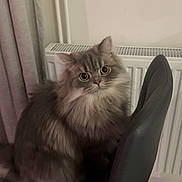 Ash is registered to the contest to win money with this photo: cat, gray_cat, fluffy_cat, chair, indoor, radiator, curtain, carpet, pet, feline, animal, fur, sitting, looking, eyes, cute, domestic, home, cozy, curious