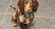 Scooby joined the competition — help win amazing prizes! puppy, dog, brown, blue_collar, sitting, tile_floor, floppy_ears, cute, pet, animal, indoor, young_dog, fur, looking_up, small_dog, adorable, companion, domestic_animal, friendly, curious