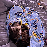 Scooby joined the competition — help win amazing prizes! dog, blanket, bed, sleeping, cozy, plush, stuffed_animal, comfort, indoor, rest, fur, collar, brown, soft, relaxation, animal, paw, quiet, peaceful, warm