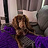 Scooby is registered to the contest to win money with this photo: dog, brown_dog, couch, blanket, purple_blanket, gray_blanket, pillow, gray_pillow, curtains, gray_curtains, indoor, pet, relaxed, fur, snout, ears, tail, living_room, furniture, cozy