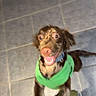 Scooby joined the competition — help win amazing prizes! dog, brown_dog, green_shirt, happy, excited, jumping, indoor, tile_floor, pet, canine, playful, young_dog, collar, fur, animal, domestic, cute, energetic, looking_up, tail