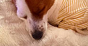 Mabel joined the competition — help win amazing prizes! dog, sleeping, yellow_striped_shirt, fluffy_blanket, cozy, indoor, pet, relaxed, brown_and_white, close_up, resting, cute, small_dog, fur, comfort, domestic_animal, nap, peaceful, soft_texture, animal_clothing