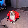 dog, pet, costume, cape, indoor, blanket, fabric, carpet, furniture, door, room, animal, small_dog, canine, cute, looking_up, portrait, domestic, home, red