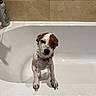 Mabel is registered to the contest to win money with this photo: dog, bathtub, wet, bath, pet, small_dog, white, brown, pink_collar, tile_wall, shampoo, bathroom, looking_up, paws, cute, animal, indoor, standing, water, expression