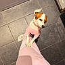Mabel joined the competition — help win amazing prizes! dog, small_dog, pink_sweater, collar, person, pink_pants, colorful_socks, tiled_floor, kitchen, indoor, pet, animal, tail, paw, looking_up, standing, human_leg, floor_tile, cute, domestic