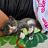 blanket, blue_eyes, cat, cute, feline, gray_cat, green_blanket, indoor, kitten, person_arm, pet, pink_text, playful, resting, small_animal, snuggling, soft_texture, toy_mouse, white_blanket, white_paws
