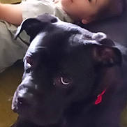 Francesca is registered to the contest to win money with this photo: animal, black_dog, bond, carpet, child, collar, companion, couch, cute, dog, domestic_animal, floor, friendship, home, indoor, lying_down, pet, portrait, relaxed, young_child