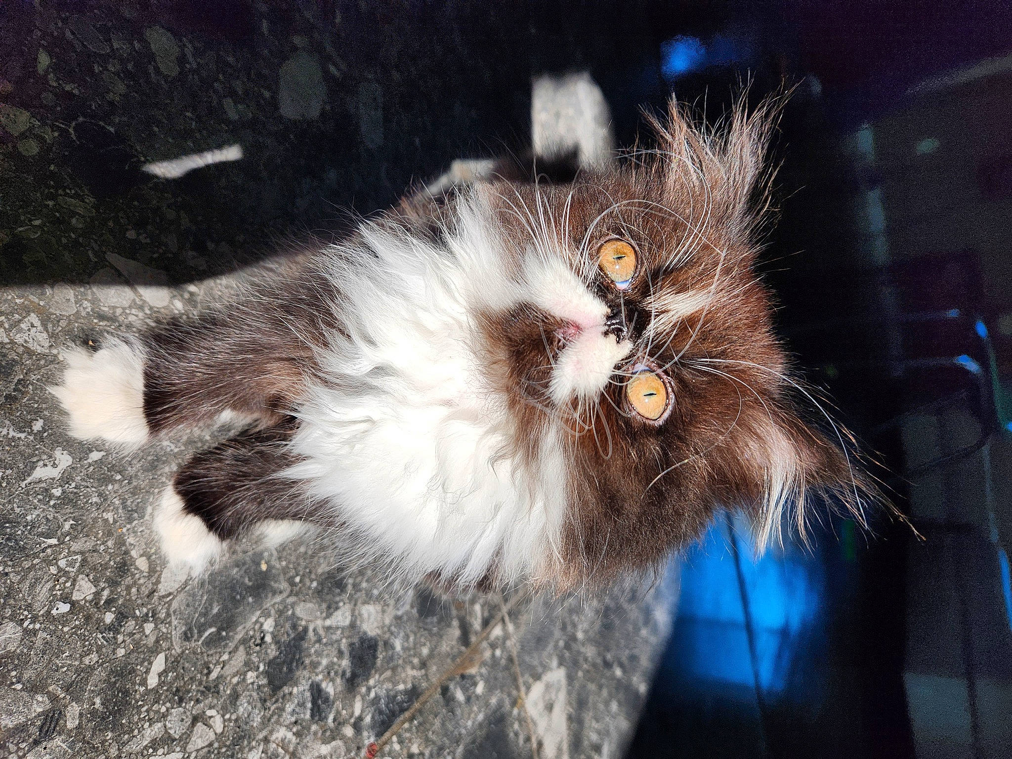 Enzo is registered to the contest to win money with this photo: asphalt, carnivore, cat, claw, electric_blue, fashion_accessory, fawn, felidae, fur, grass, paw, road_surface, small_to_medium_sized_cats, snout, tail, terrestrial_animal, whiskers, wildlife, window