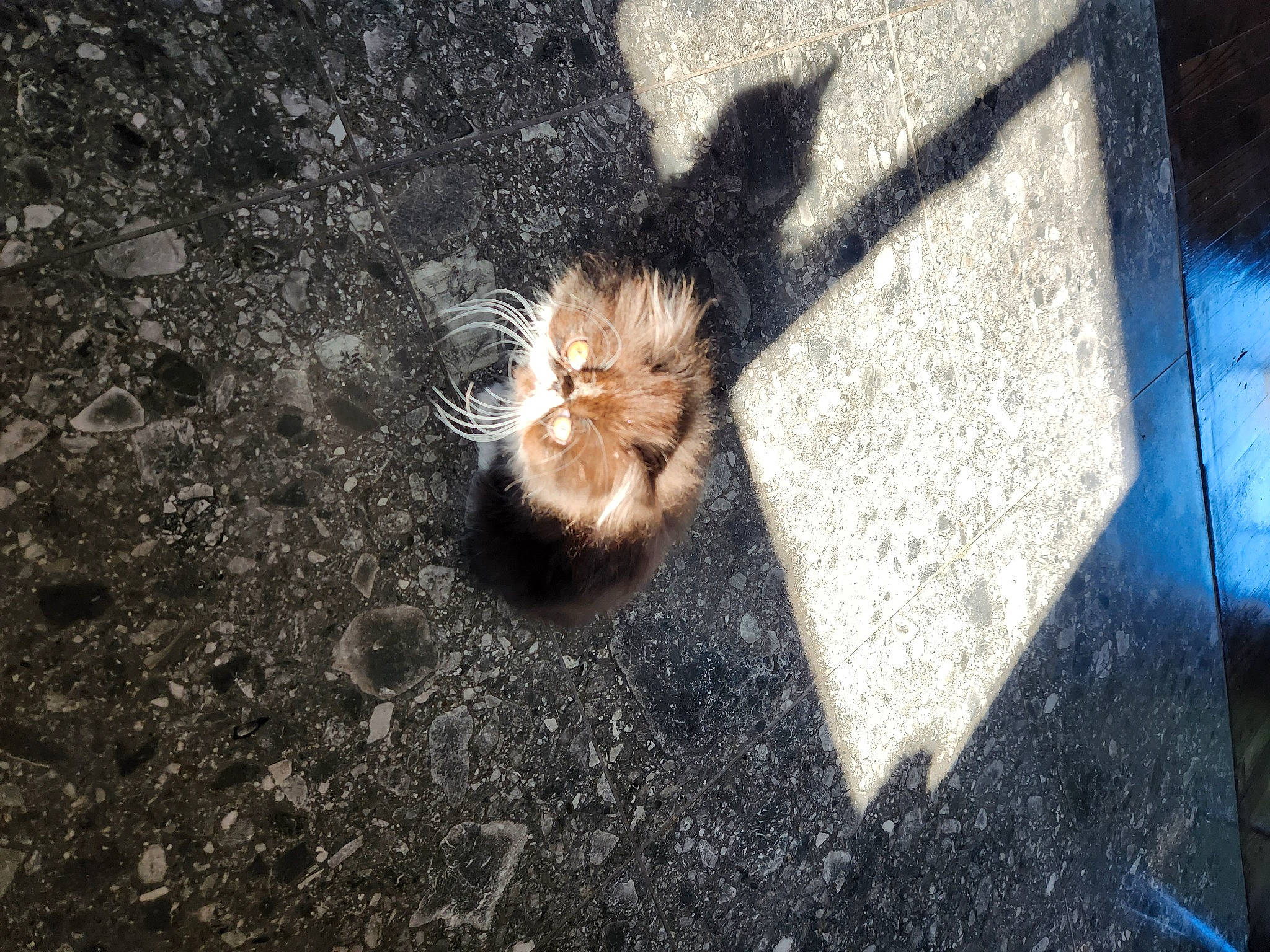 Enzo joined the competition — help win amazing prizes! asphalt, concrete, fawn, felidae, foot, grass, human_leg, plant, road, road_surface, sidewalk, small_to_medium_sized_cats, snout, soil, tail, tar, tints_and_shades, tree, whiskers, wood