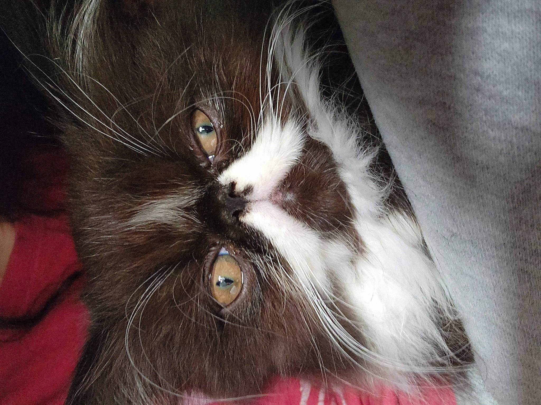 Enzo joined the competition — help win amazing prizes! carnivore, cat, claw, domestic_short_haired_cat, ear, eye, felidae, fur, grey, head, paw, small_to_medium_sized_cats, snout, tail, terrestrial_animal, whiskers