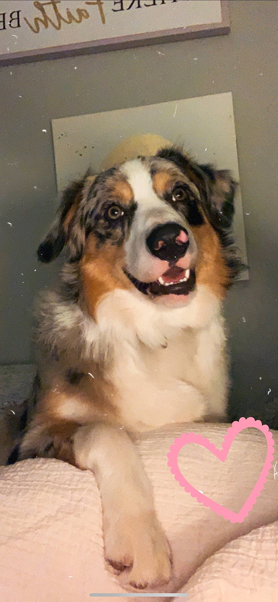 Pistol joined the competition — help win amazing prizes! australian_shepherd, bernese_mountain_dog, canidae, carnivore, companion_dog, dog, dog_breed, giant_dog_breed, mammal, miniature_australian_shepherd, moscow_watchdog, pyrenean_mastiff, rare_breed_dog, snout, vertebrate