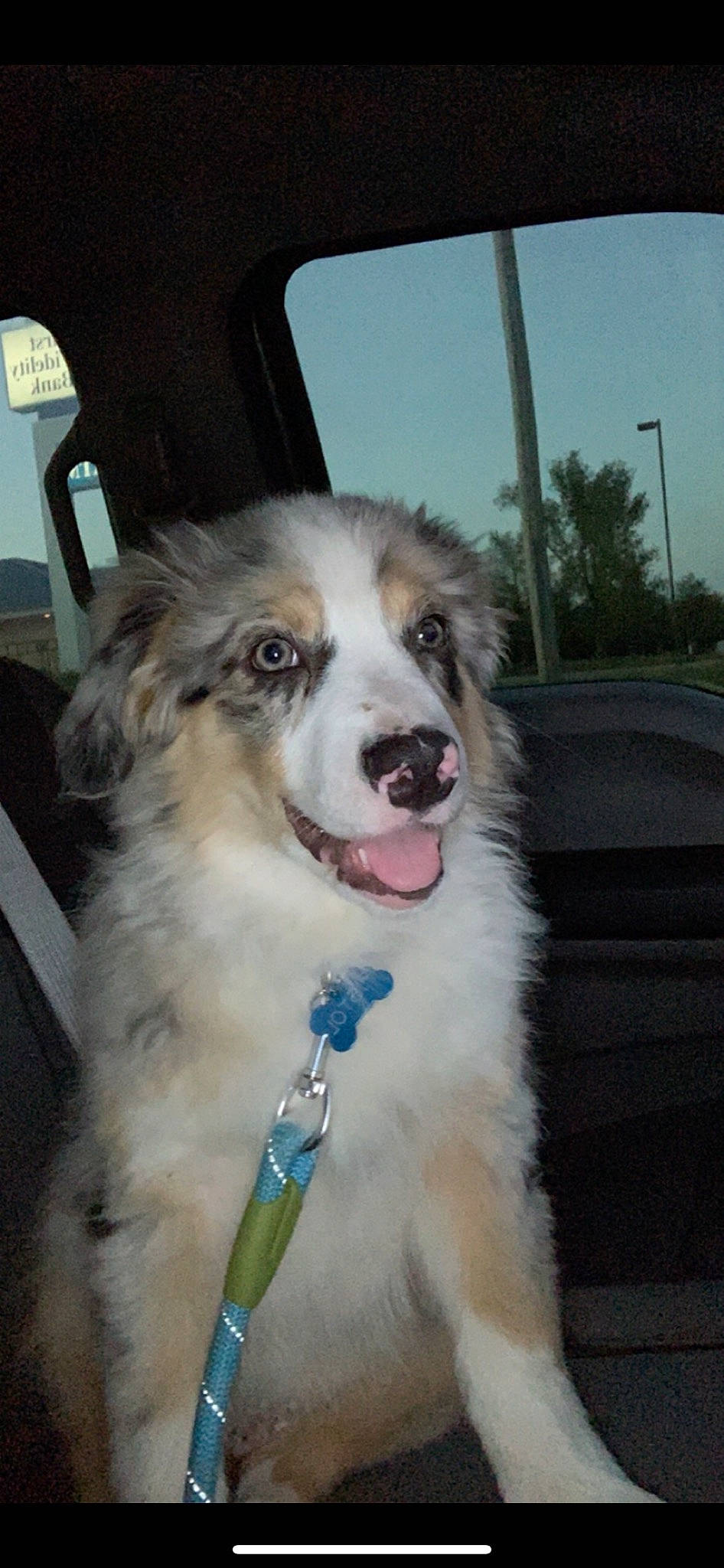 Pistol is registered to the contest to win money with this photo: australian_collie, australian_shepherd, border_collie, canidae, carnivore, companion_dog, dog, dog_breed, great_pyrenees, mammal, miniature_australian_shepherd, mucuchies, rare_breed_dog, snout, sporting_group, vertebrate, working_dog