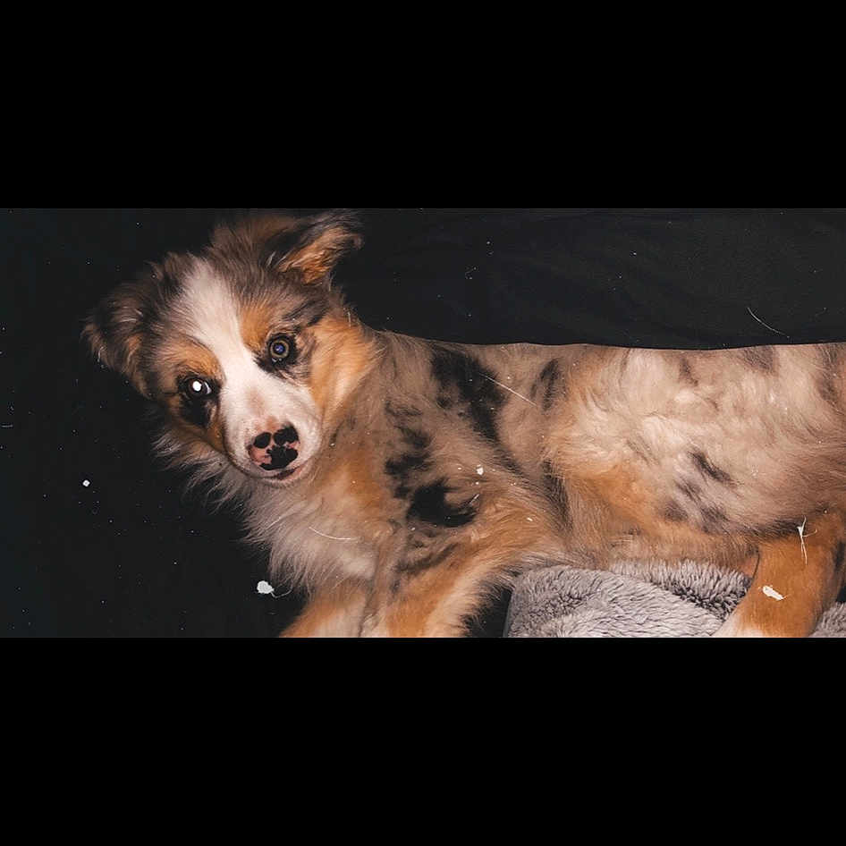 Pistol is registered to the contest to win money with this photo: australian_shepherd, canidae, carnivore, dog, dog_breed, fawn, fur, miniature_australian_shepherd, photography, puppy, sporting_group
