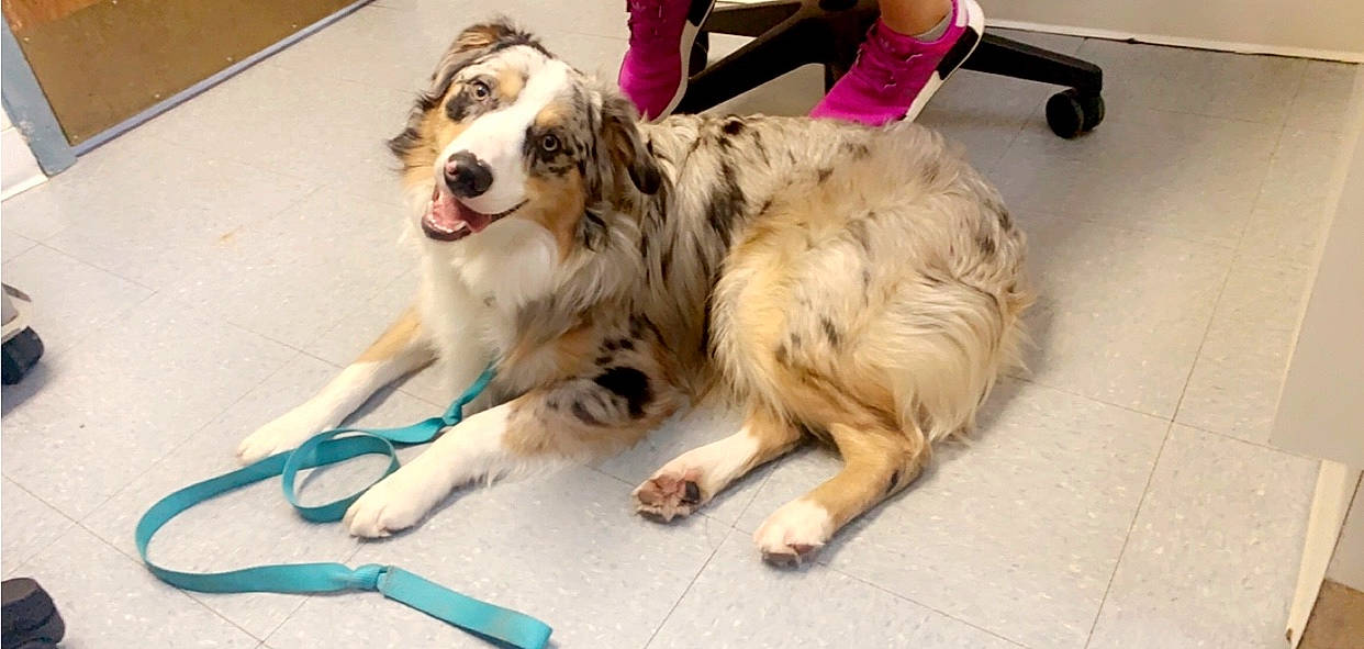 Pistol joined the competition — help win amazing prizes! australian_shepherd, border_collie, canidae, carnivore, companion_dog, dog, dog_breed, mammal, miniature_australian_shepherd, rare_breed_dog, sporting_group, vertebrate, working_dog