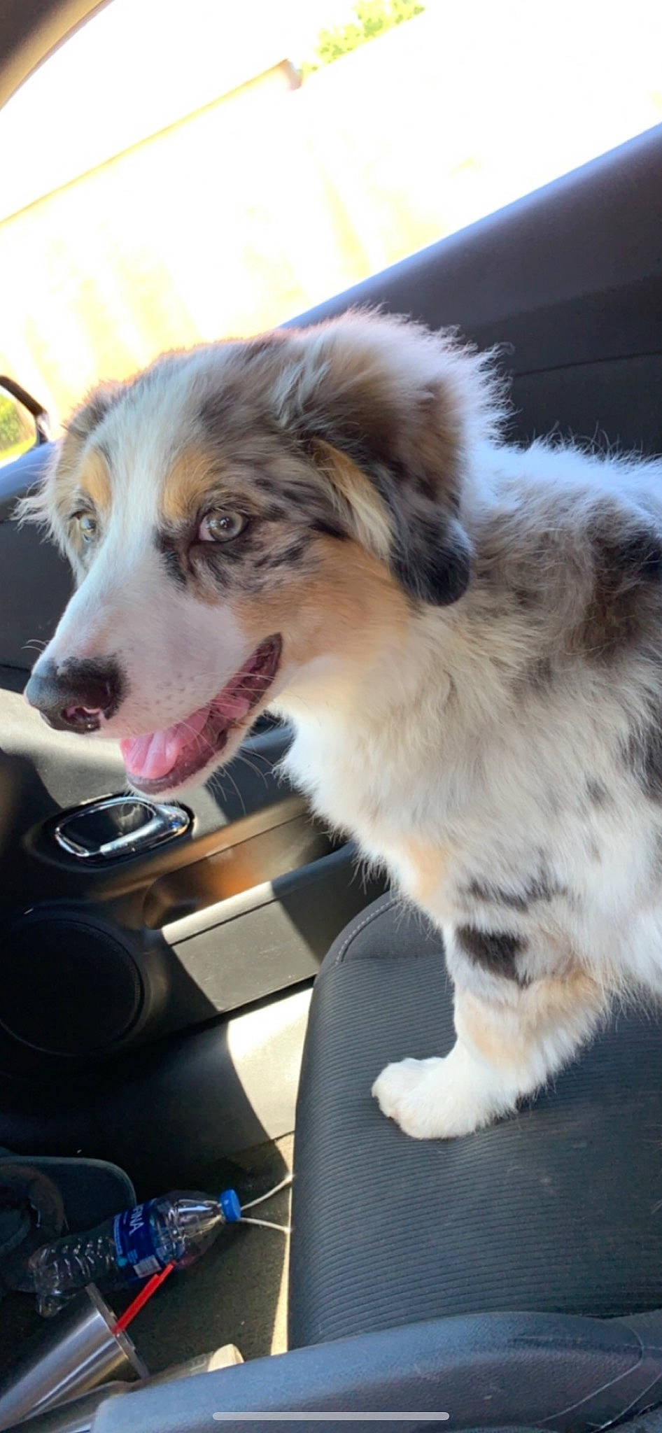 Pistol is registered to the contest to win money with this photo: australian_collie, australian_shepherd, border_collie, canidae, carnivore, companion_dog, dog, dog_breed, herding_dog, mammal, miniature_australian_shepherd, puppy, scotch_collie, shetland_sheepdog, sporting_group, vertebrate, welsh_sheepdog, working_dog