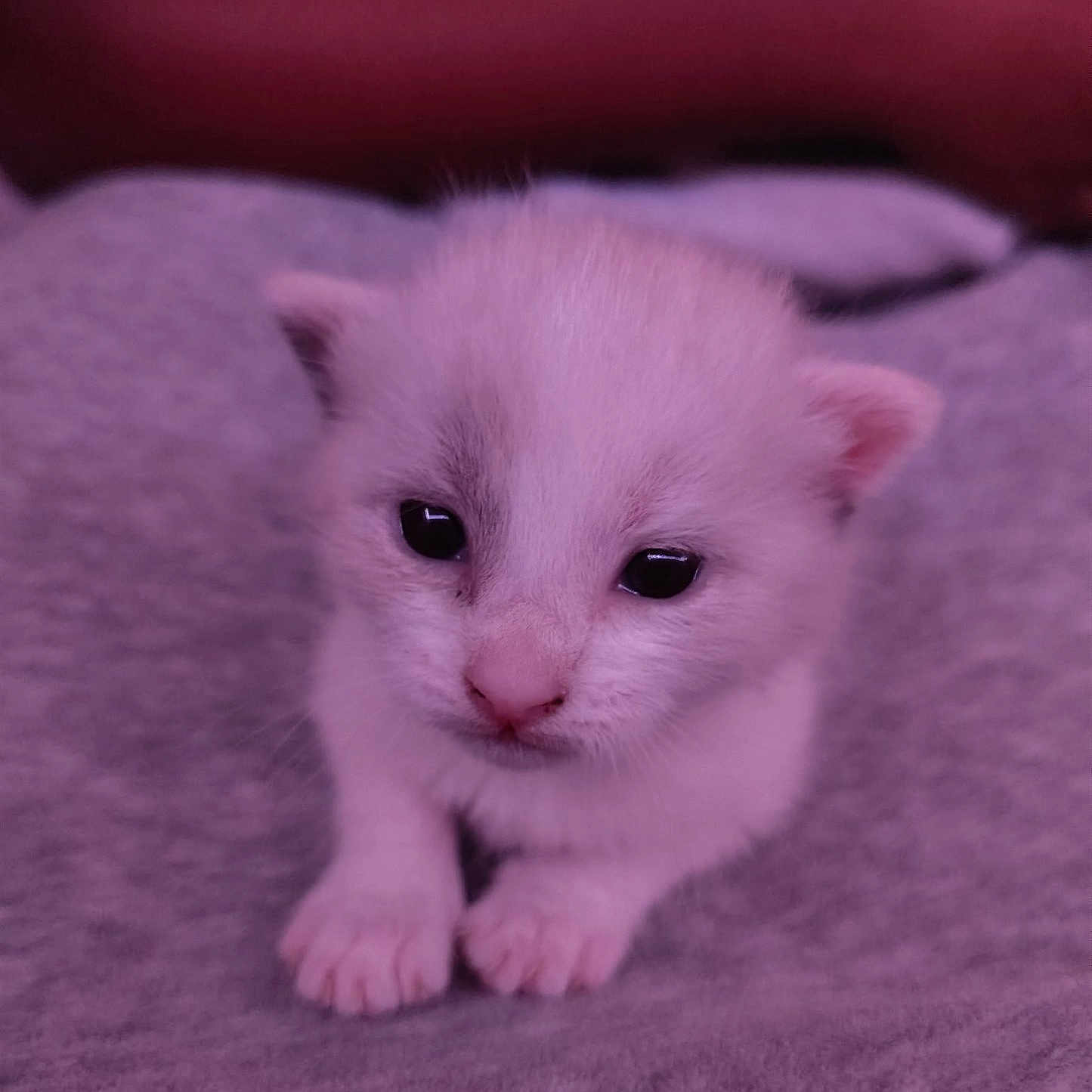 Nugget joined the competition — help win amazing prizes! adorable, animal, cat, closeup, cozy, cute, face, fluffy, fur, indoor, kitten, paws, pet, portrait, resting, sleepy, small, soft, white, young