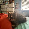 kitten, cat, bed, blanket, red, teal, furniture, dresser, posters, wall, window, blinds, indoor, sleepy, cute, furry, animal, pet, cozy, room
