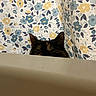 Chuu is registered to the contest to win money with this photo: cat, curious, peeking, ears, eyes, floral_pattern, curtain, indoor, pet, animal, mystery, playful, feline, hidden, background, closeup, cute, domestic_cat, fur, whiskers