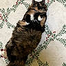 Chuu joined the competition — help win amazing prizes! cat, fluffy, lying_down, indoor, animal, pet, multi_colored, fur, whiskers, paws, relaxed, holiday, blanket, patterned, green, red, white, cozy, cute, mischievous
