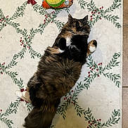 Chuu is registered to the contest to win money with this photo: cat, fluffy, lying_down, toy, taco_toy, rug, holiday_decor, green_leaves, red_berries, relaxed, indoor, pet, animal, cute, feline, multi-colored, white_rug, patterned_rug, cozy, playful