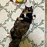 cat, fluffy, lying_down, toy, taco_toy, rug, holiday_decor, green_leaves, red_berries, relaxed, indoor, pet, animal, cute, feline, multi-colored, white_rug, patterned_rug, cozy, playful