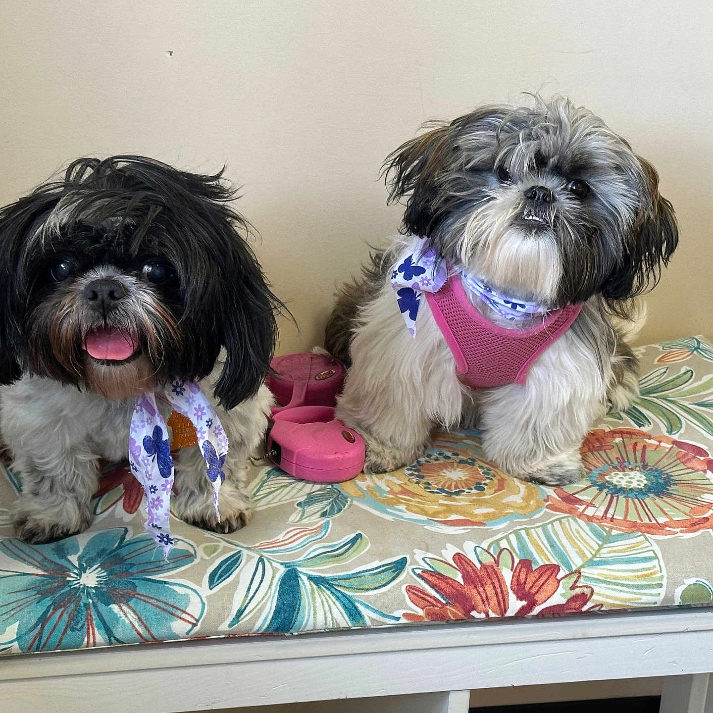 Julia And Chrissy joined the competition — help win amazing prizes! animal, bench, black_and_white, brown_and_white, cushion, cute, dog, ears, face, floral_pattern, fluffy, furry, harness, indoor, nose, paw, pet, scarf, small_dog, tongue_out