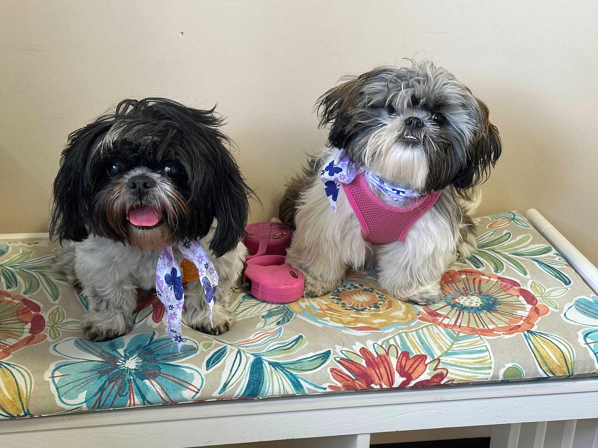 Julia And Chrissy joined the competition — help win amazing prizes! animal, bench, black_and_white, brown_and_white, cushion, cute, dog, ears, face, floral_pattern, fluffy, furry, harness, indoor, nose, paw, pet, scarf, small_dog, tongue_out