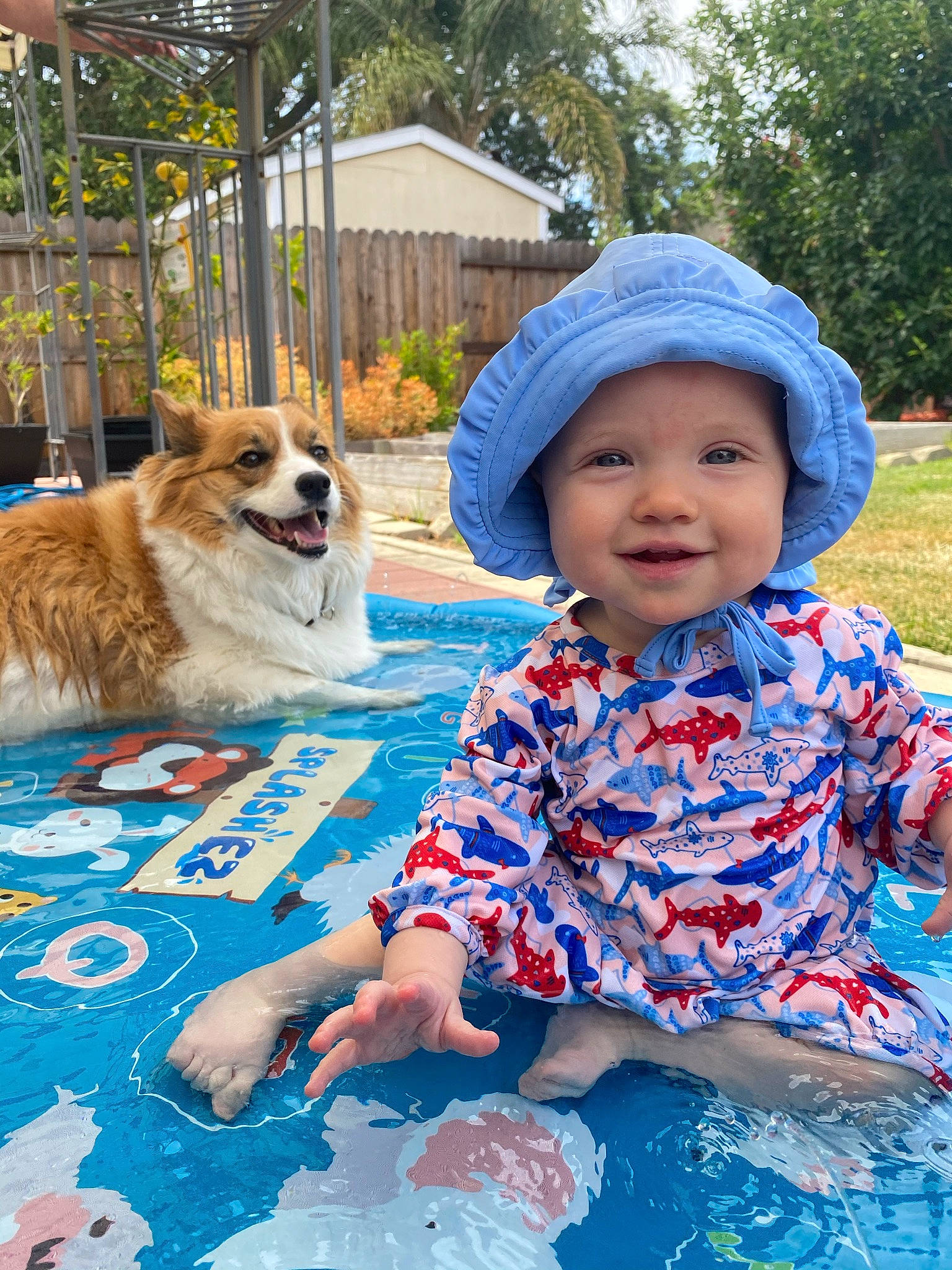 Eva is registered to the contest to win money with this photo: baby_toddler_clothing, blue, cap, carnivore, companion_dog, dog, dog_supply, fun, grass, happy, headgear, headwear, joy, leisure, person, plant, recreation, smile, spitz, summer