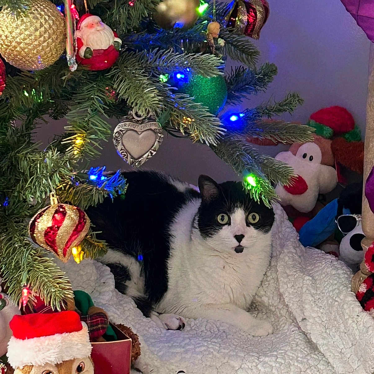 Phillip joined the competition — help win amazing prizes! cat, christmas_tree, ornaments, stuffed_toys, holiday, festive, black_and_white, cozy, decorations, lights, plush, blanket, indoor, cute, animal, pet, christmas, relaxing, winter, home