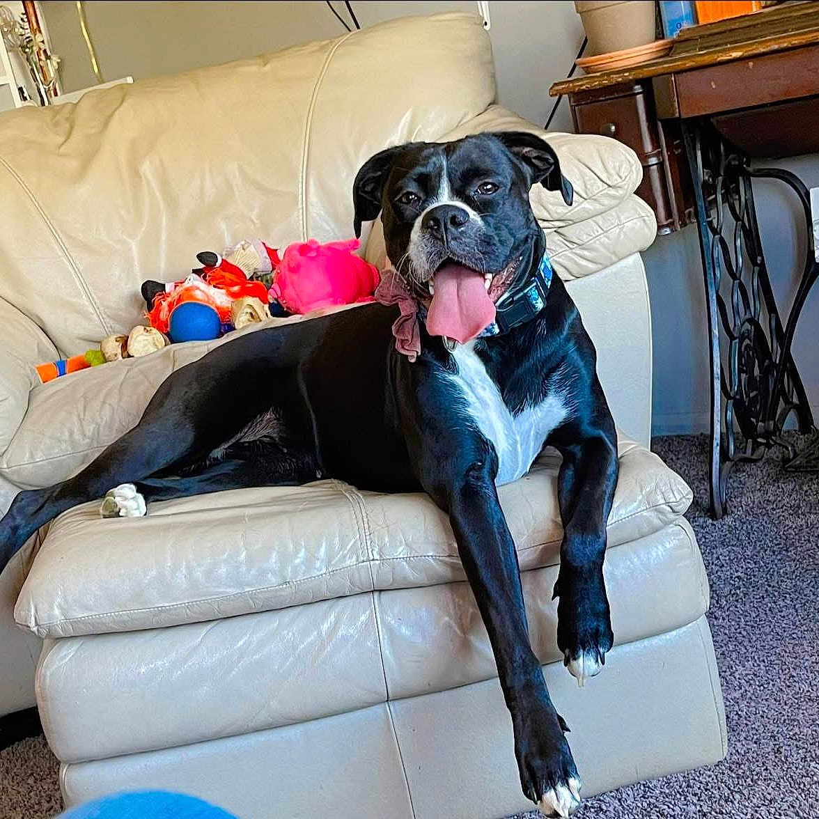 Ganja joined the competition — help win amazing prizes! animal, black_dog, canine, carpet, collar, decor, dog, furniture, happy, home, indoor, leather_couch, living_room, pet, relaxed, resting, table, tongue_out, toys, white_chest